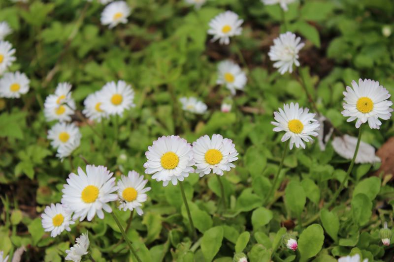 Gänseblümchen - Bellis Perennis