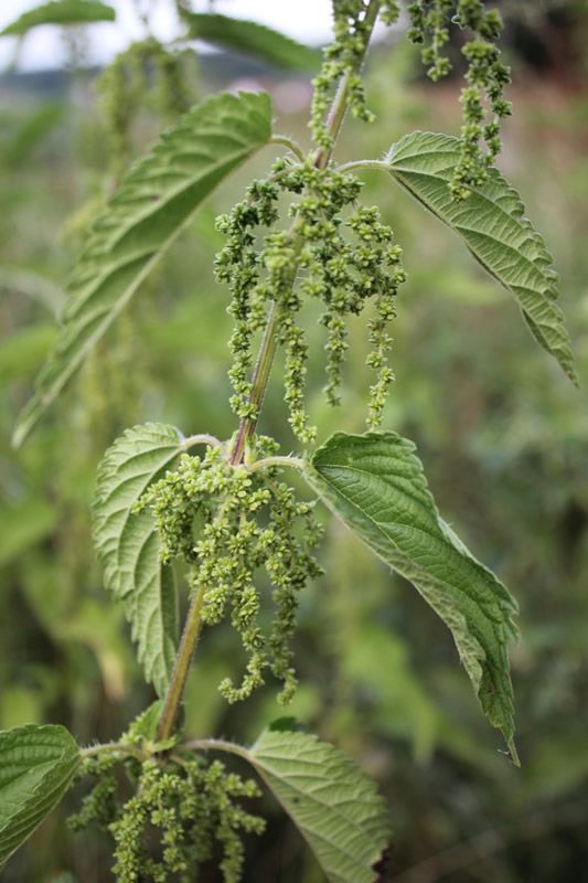 Große Brennnessel - Urtica Dioica