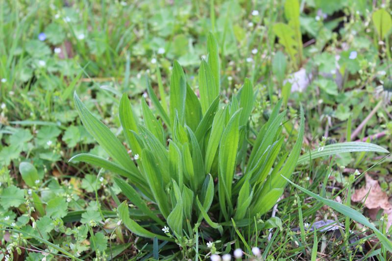 Spitzwegerich - Plantago Lanceolata