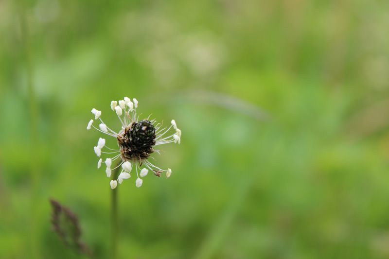 Spitzwegerichblüte - Plantago Lanceolata