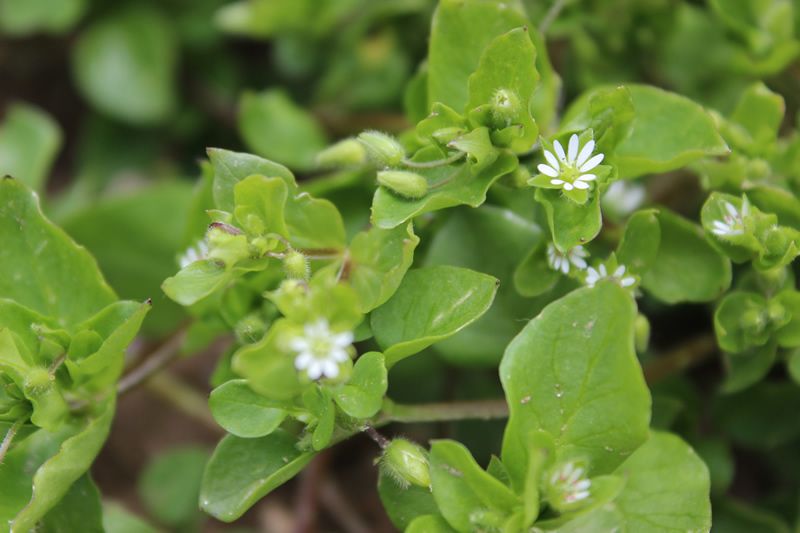Vogelmiere - Stellaria Media