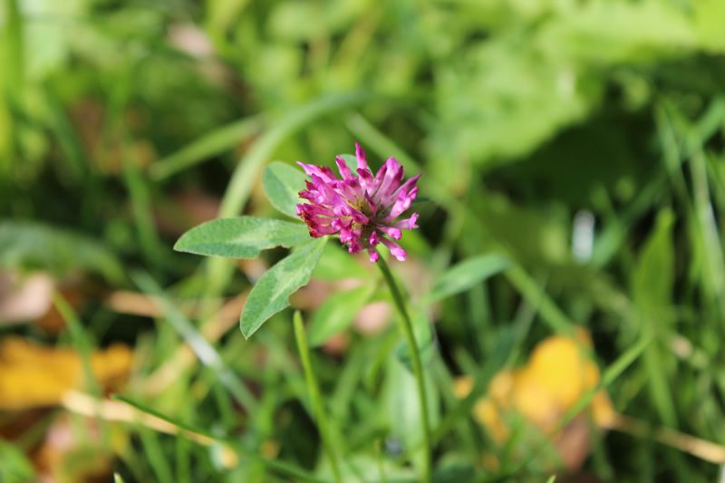 Wiesen Klee - Trifolium Pratense