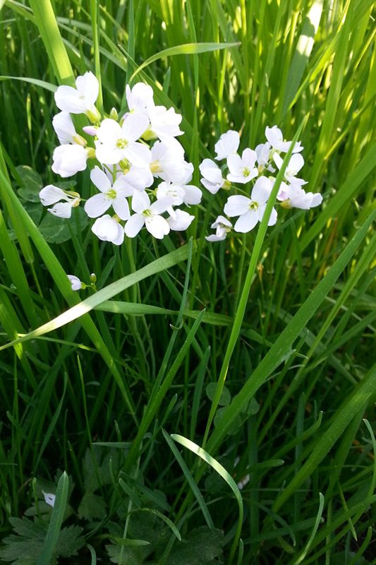 Wiesen Schaumkraut - Cardamine Pratensis