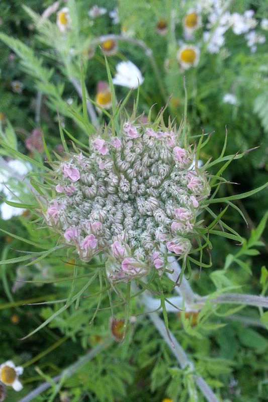 Wilde Möhre - Daucus Carota