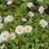 Gänseblümchen - Bellis Perennis