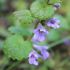 Gundermann - Glechoma Hederacea