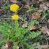 Löwenzahn - Taraxakum Offizinalis