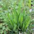 Spitzwegerich - Plantago Lanceolata