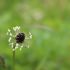 Spitzwegerichblüte - Plantago Lanceolata