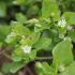 Vogelmiere - Stellaria Media