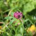 Wiesen Klee - Trifolium Pratense
