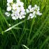 Wiesen Schaumkraut - Cardamine Pratensis