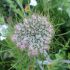 Wilde Möhre - Daucus Carota